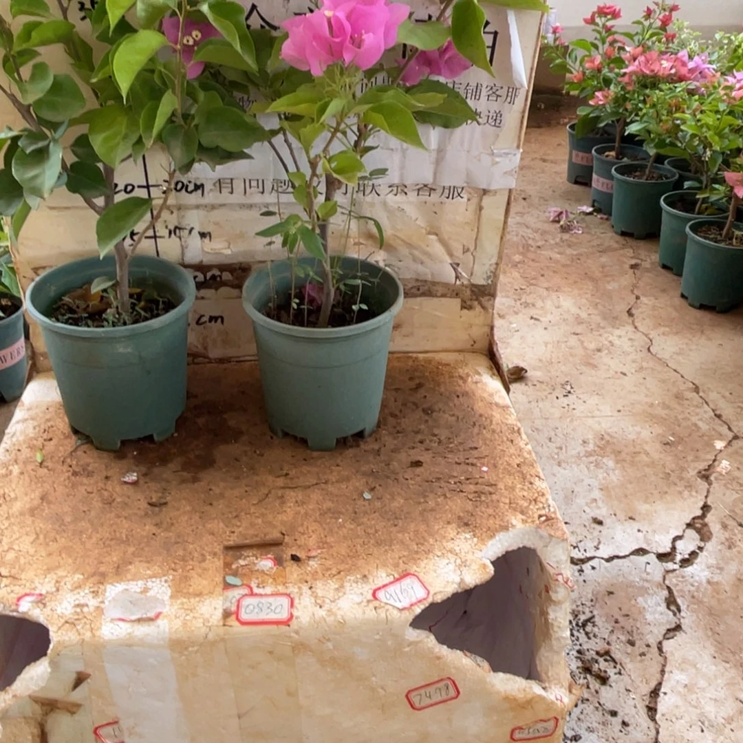 千***)当前无花栽培后可以开花9-6159