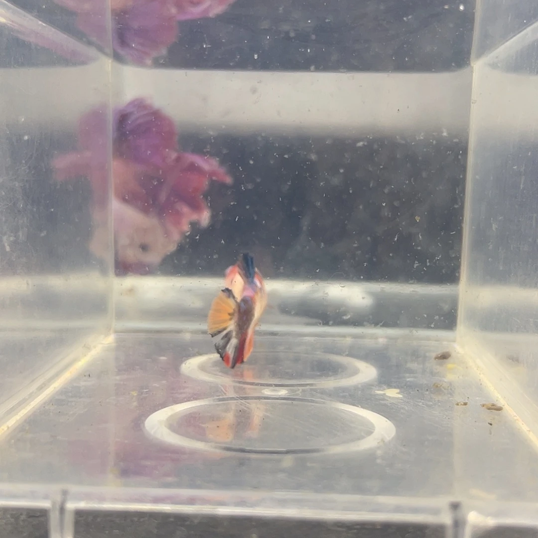斗鱼可博泰斗092821