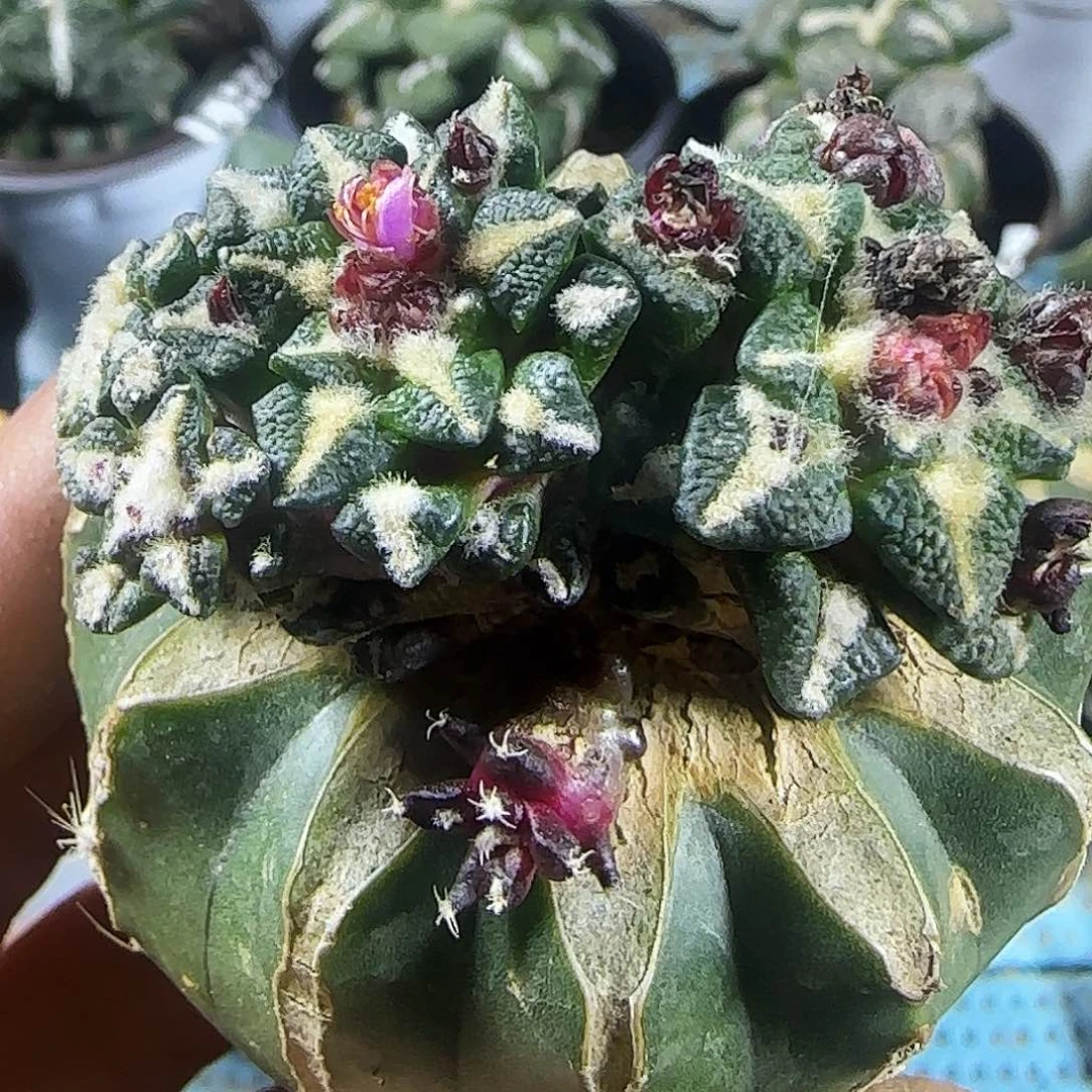 黑牡丹群头661仙人球