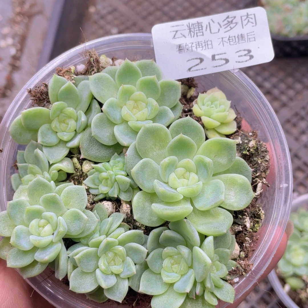 云糖心多肉植物253