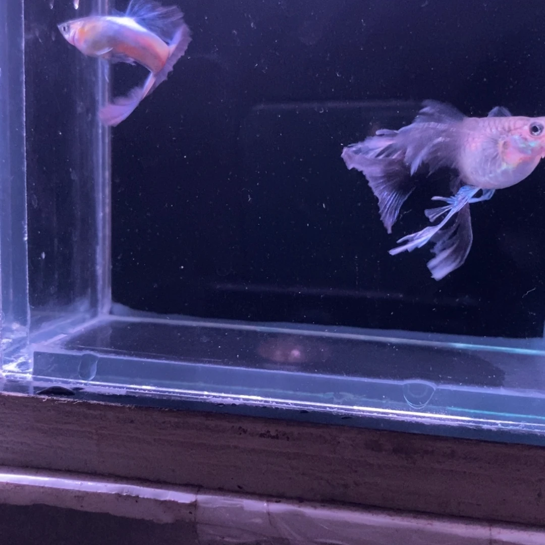 孔雀鱼蓝礼服绣球一对