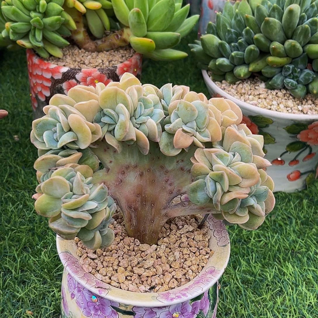 哈利沃森整板一物一拍