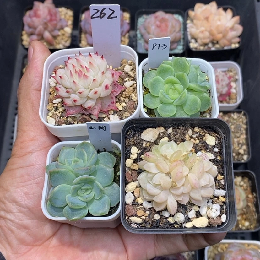 【闪购商品】天****?262一筐4颗多肉