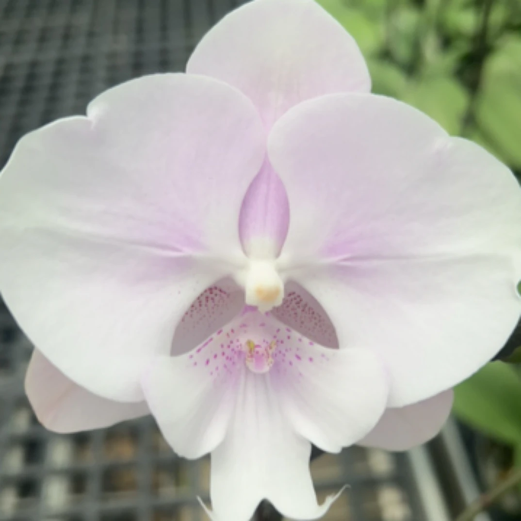 蝴蝶兰3.0杯（蜜雪1400）一物一拍