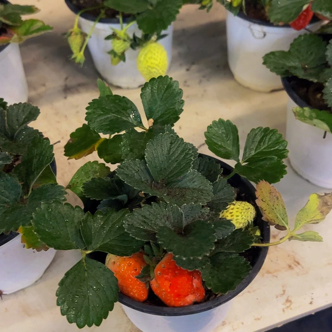 草莓带盆土发货多肉