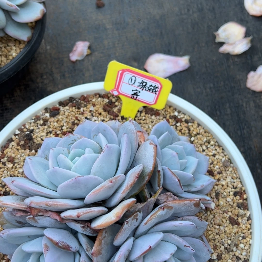 ①***児大花寄养。