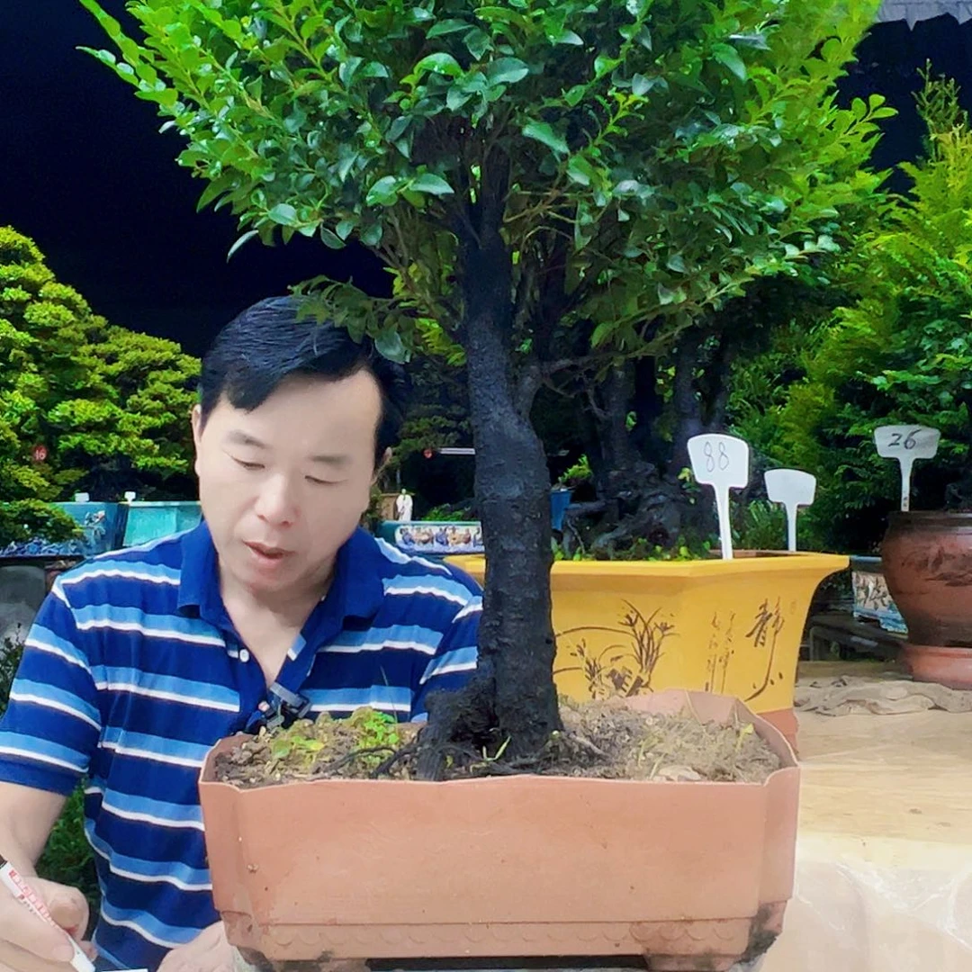 当前无花朵，栽培后可花朵小*：