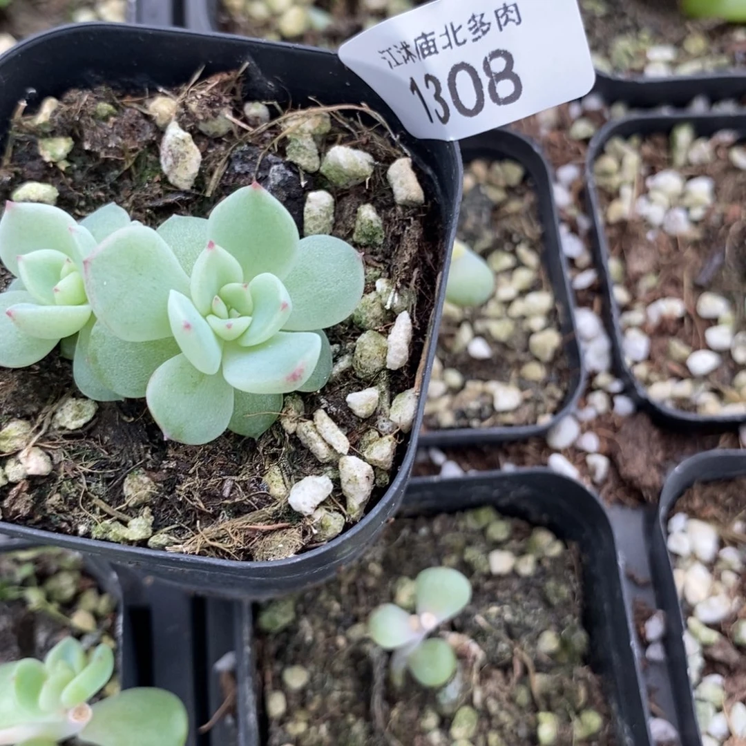 标1308玄机珍妮一个