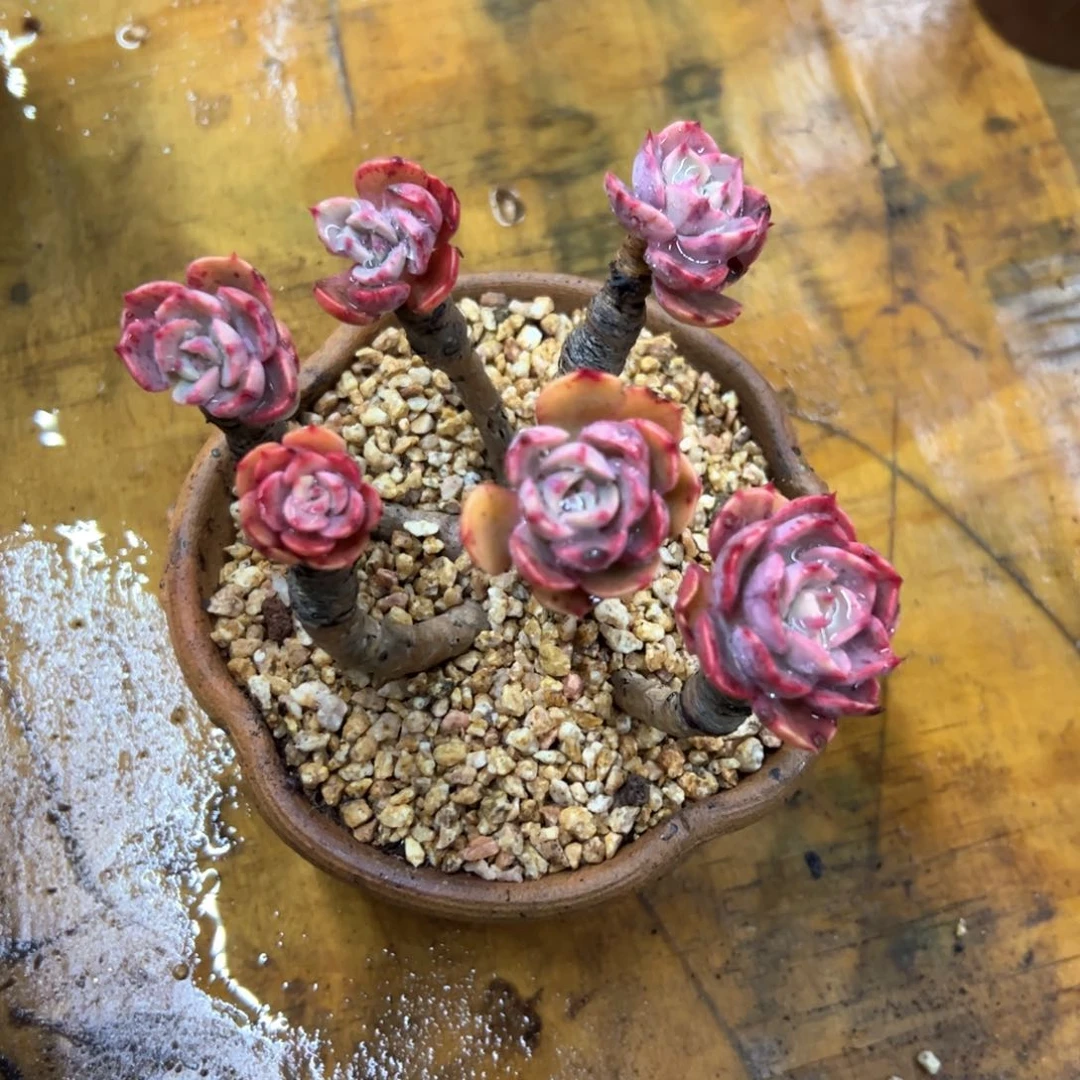 大****༺泪无痕18 零零多肉植物