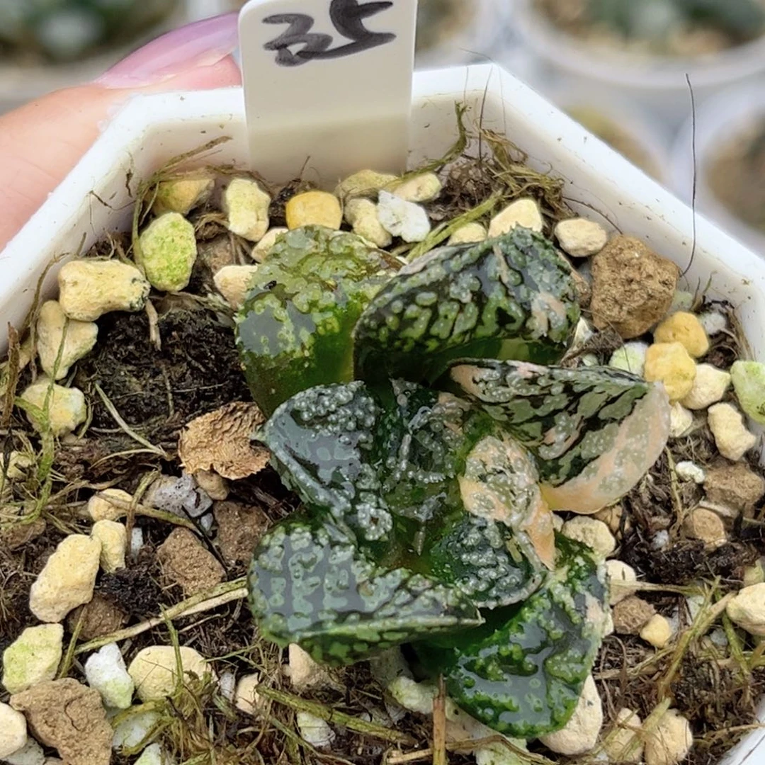 35摩多寿锦福利专场
