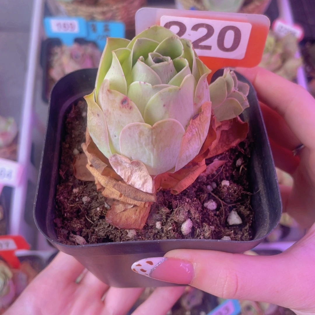 单品一物一拍220山地玫瑰