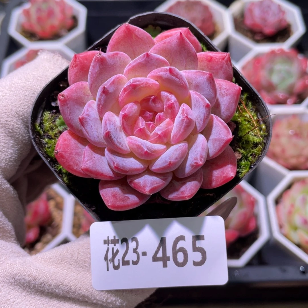 花利美23-465新品