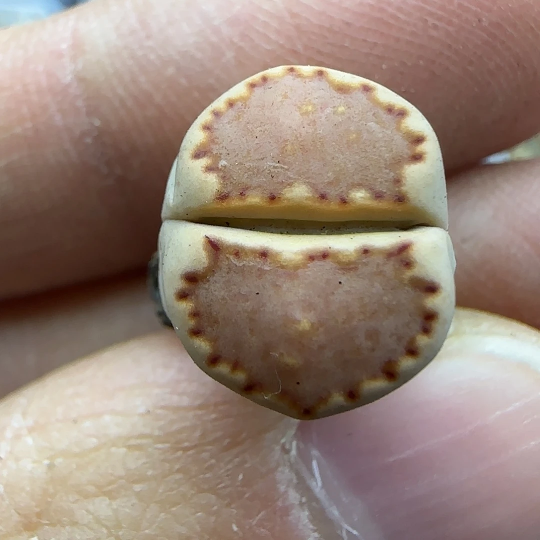 775 饼干清框福利30包邮