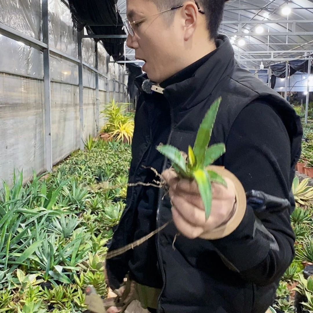 福白仁王冠侧芽一颗量拍