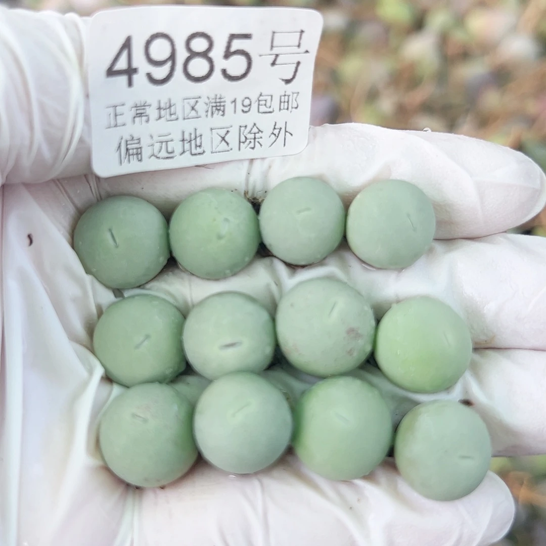 4985两年鸽子蛋12个1cm左右比较小特价处理