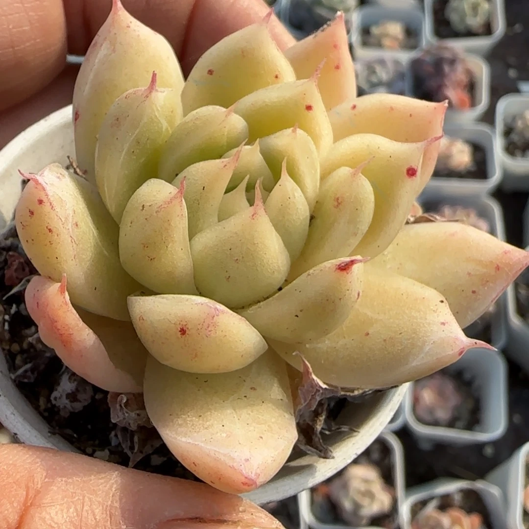 小卡拉米糖心一物一拍