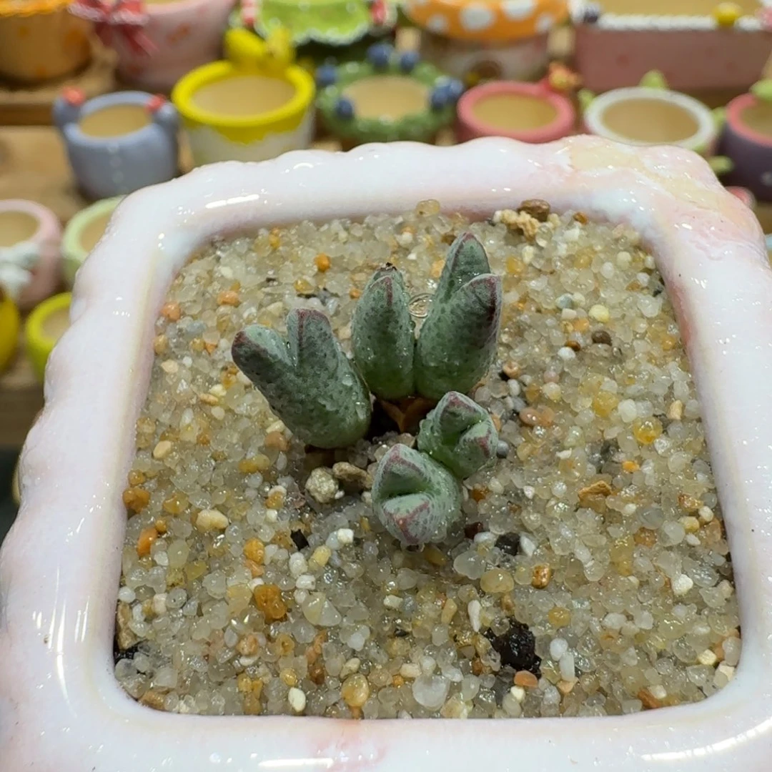 蘑菇1077猪蹄多肉植物