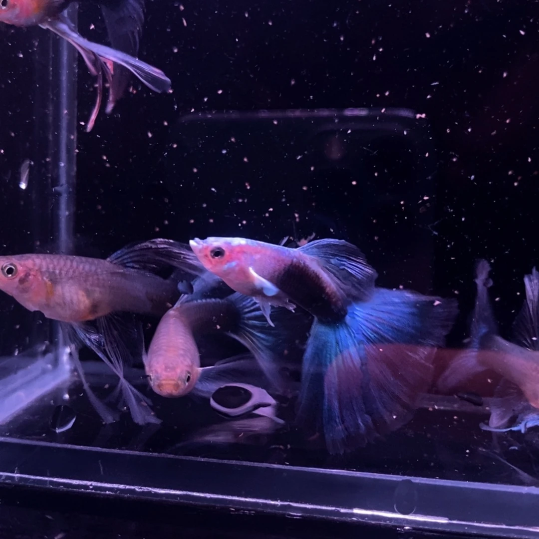 孔雀鱼蓝礼服绣球一对