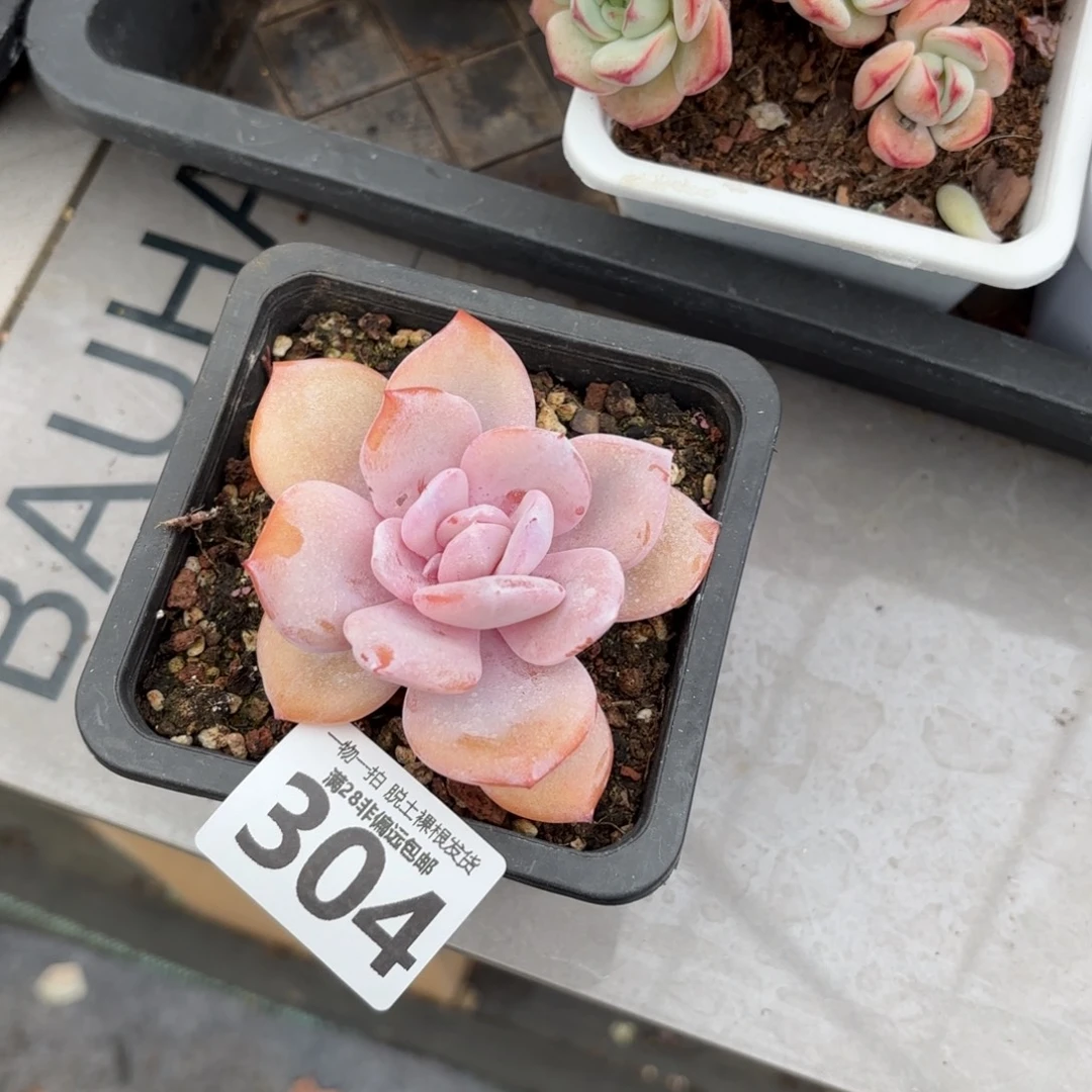 奶茶单头无盆土发货