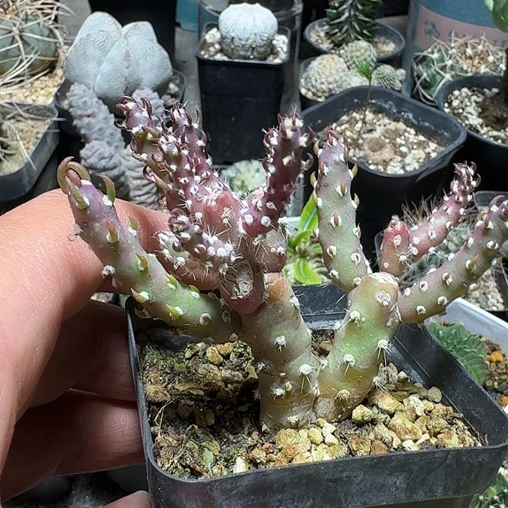 150登龙团扇带盆发货