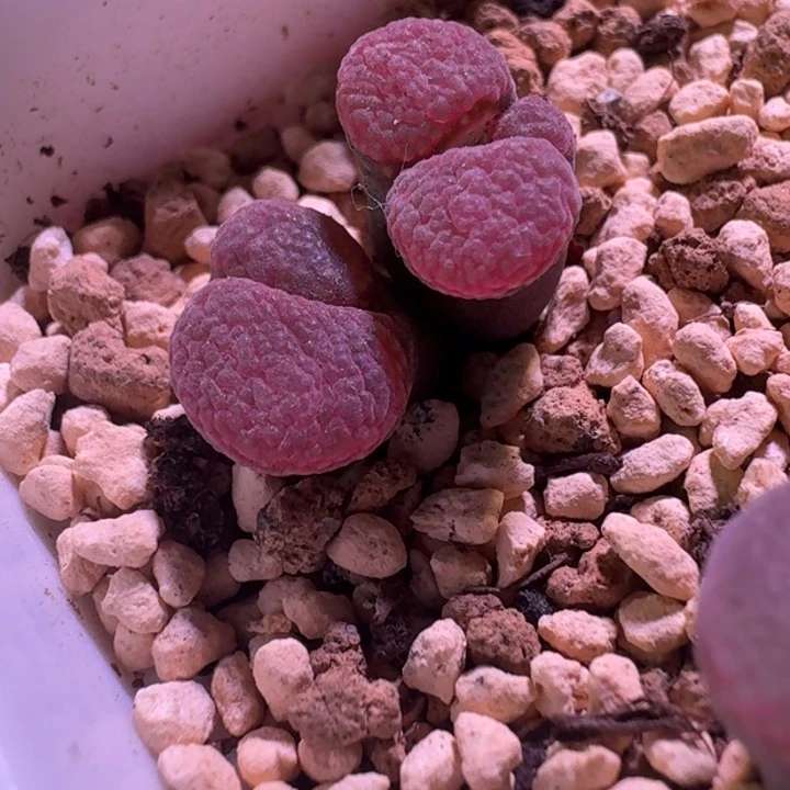 6号双头风铃一物一拍