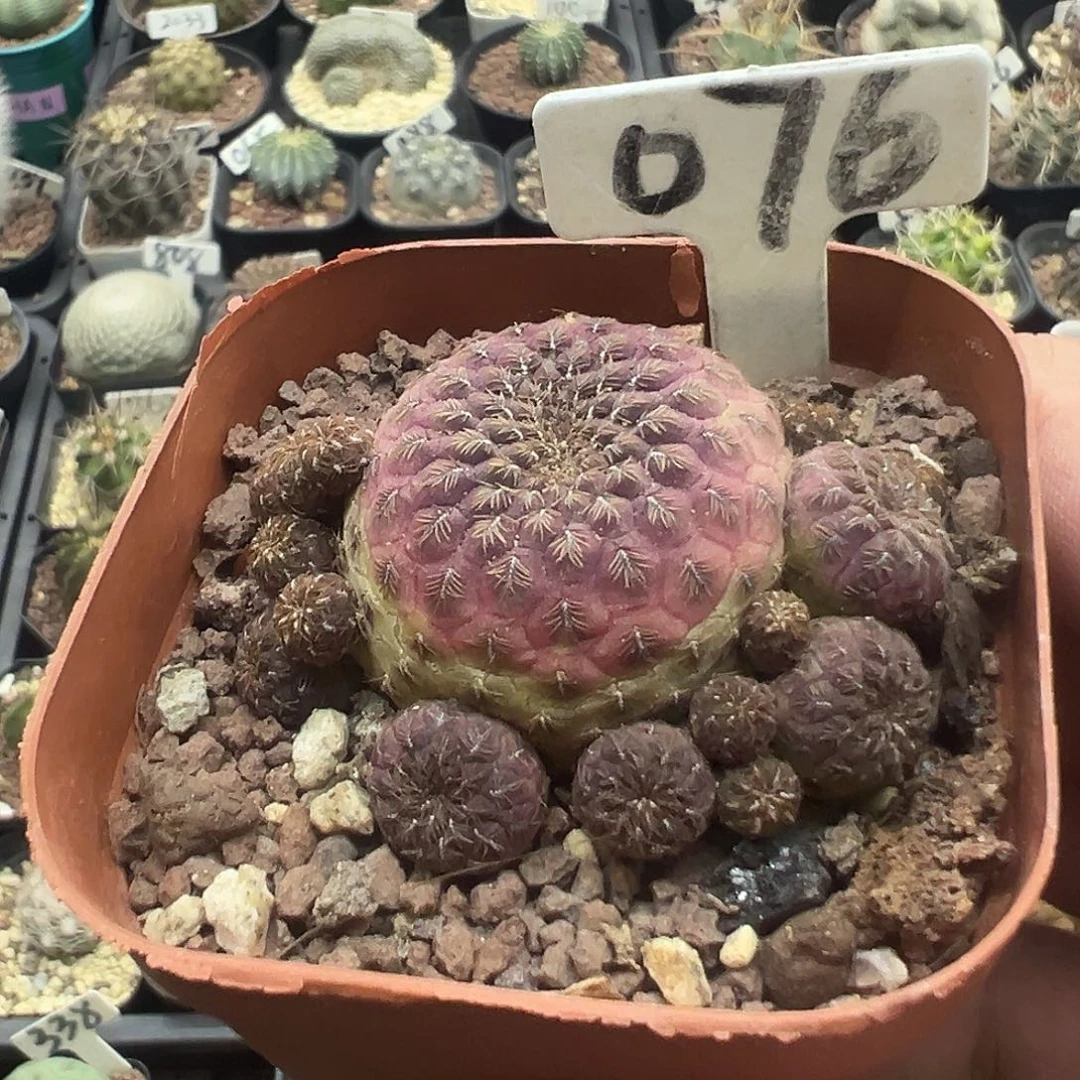076红丽丸444444
