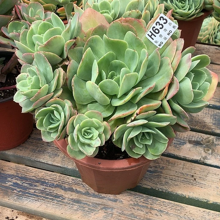 ****丽杂交大群 非偏远38包邮 节后发
