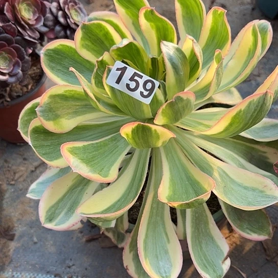 ?****多肉植物1个