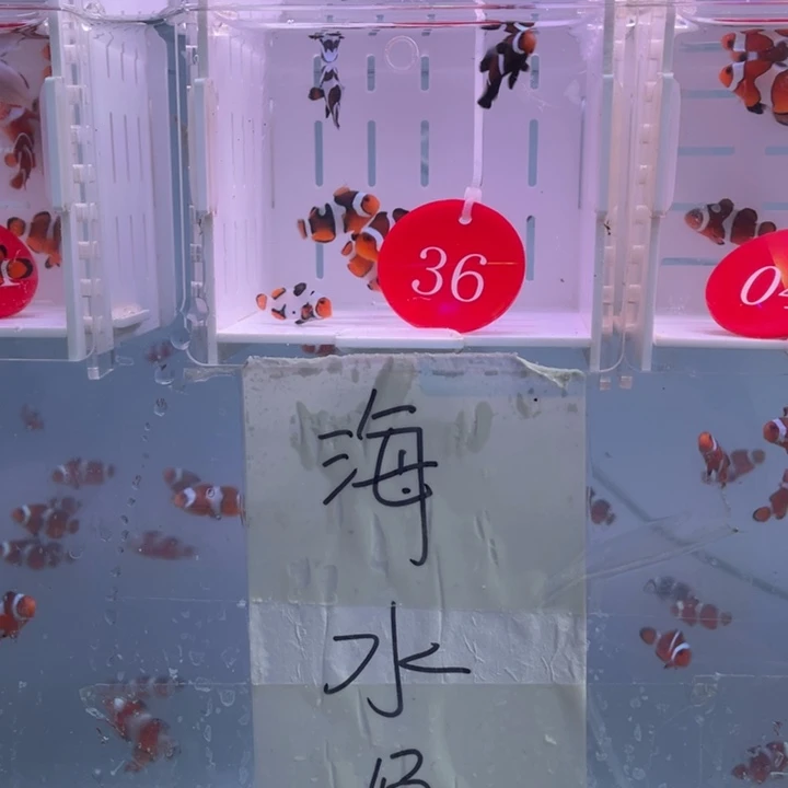 海水鱼精品混搭7条