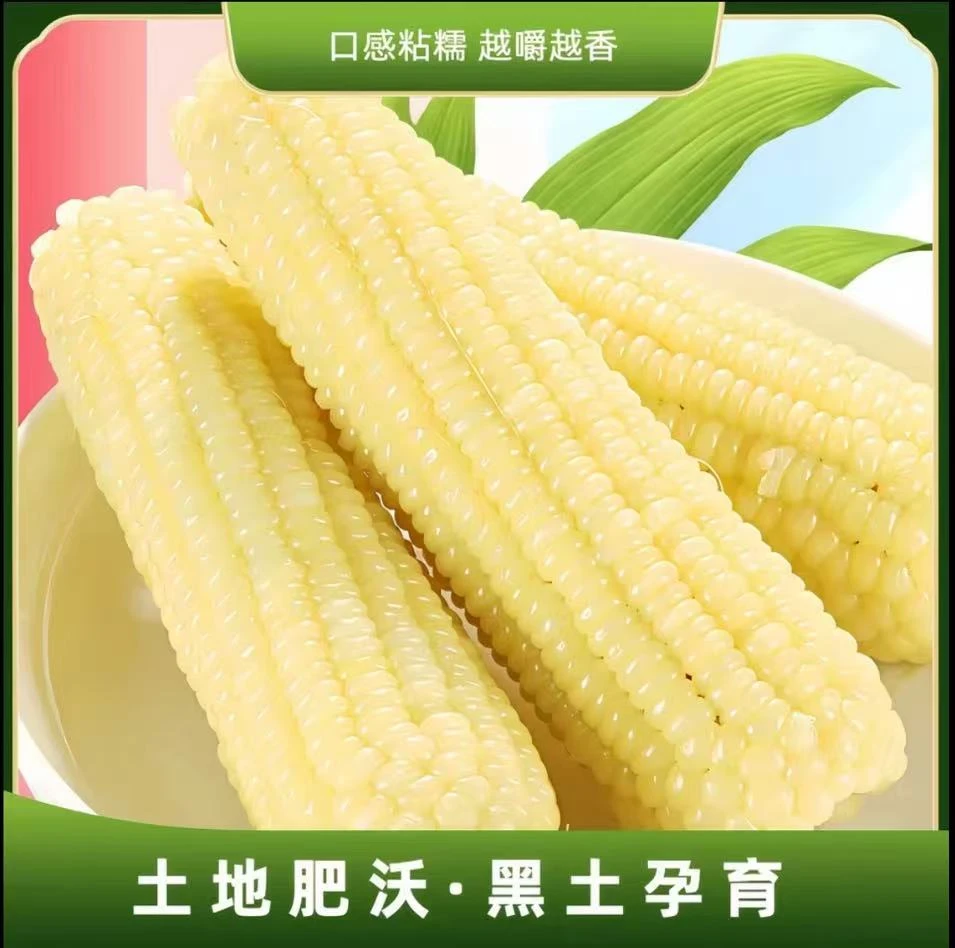 【白糯10根大果5斤】东北白糯玉米软粘香甜一大箱（试吃2根）