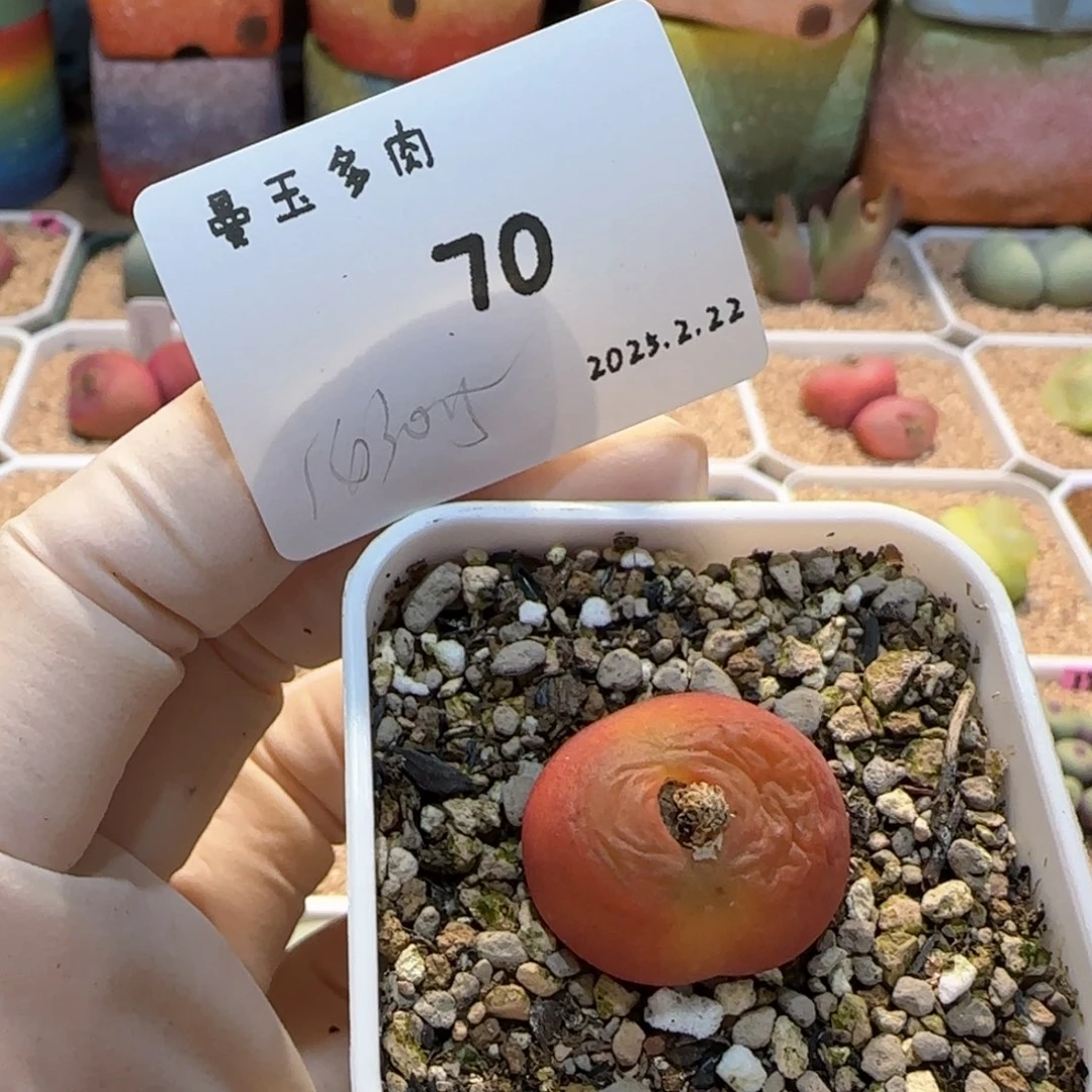 万*筒多肉多肉多肉2.22-070