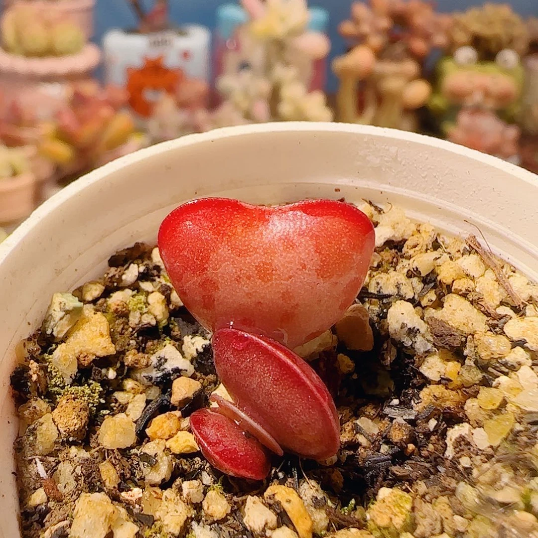 T爱心水泡盆口2cm