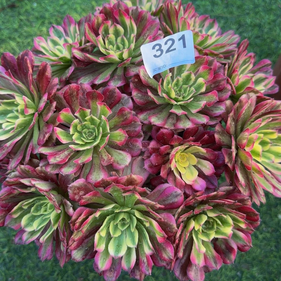 梦***雪辉煌法师321