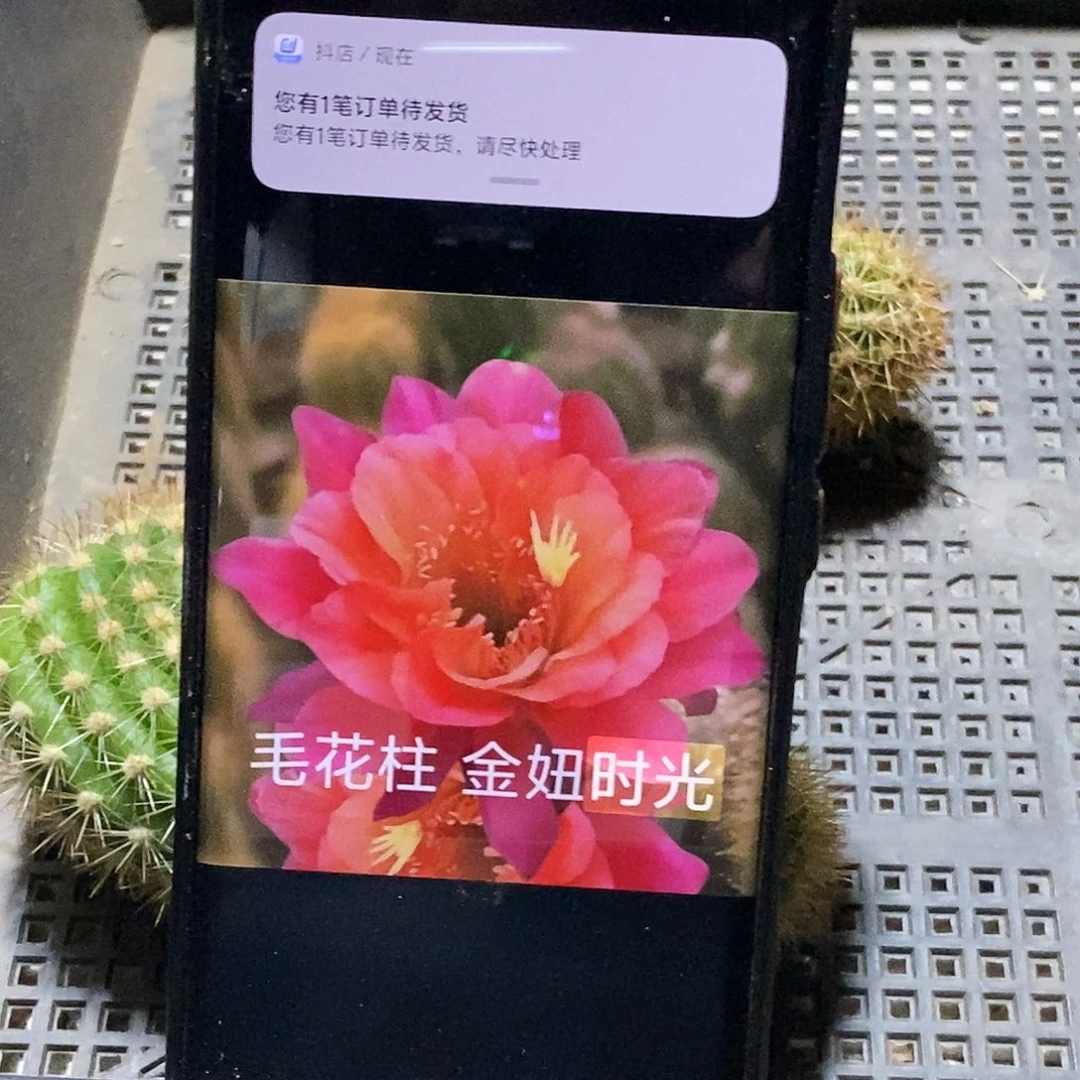 金妞时光枝条11公分