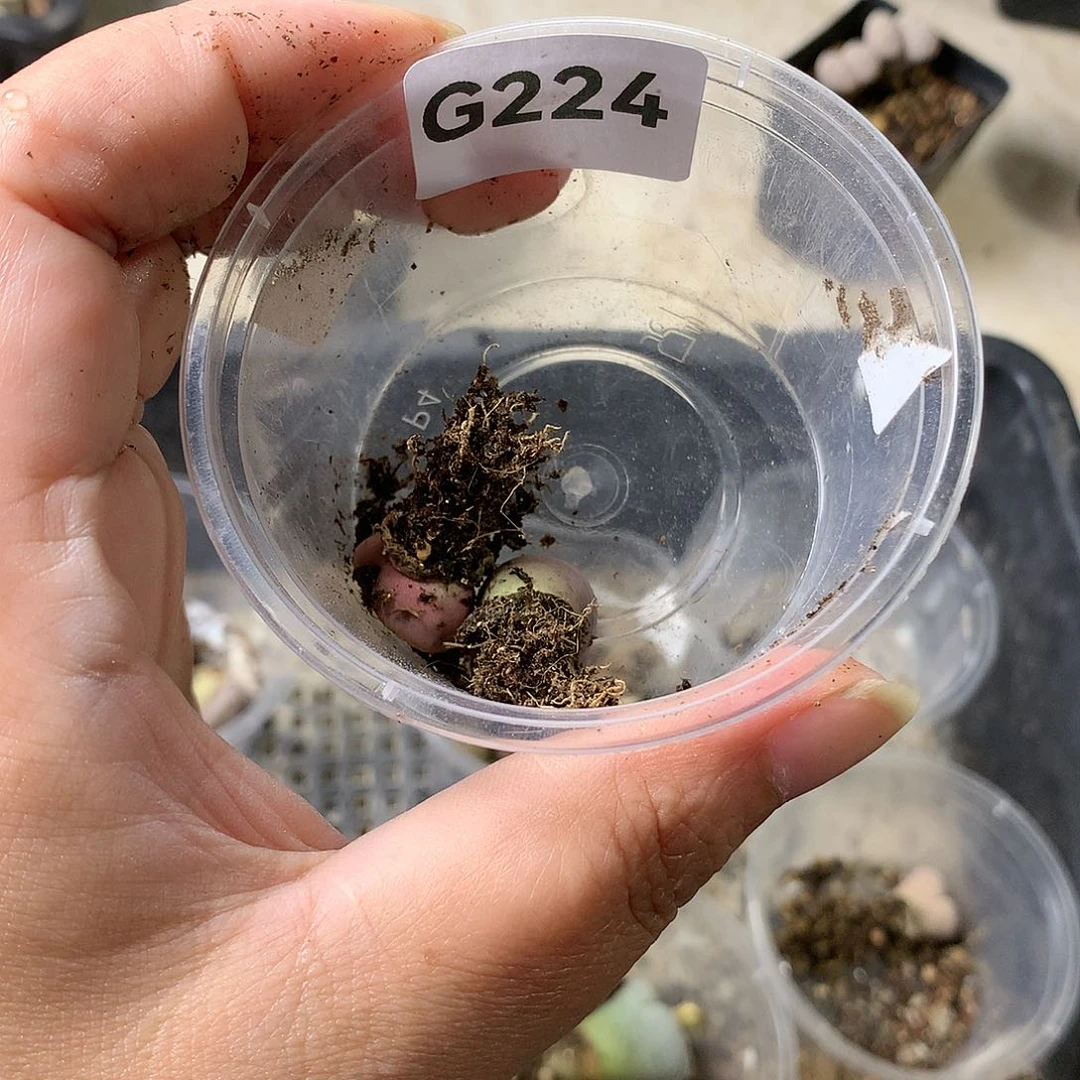 且****8G224多肉植物保护