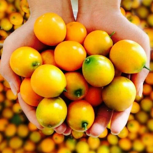 【整果】散称金桔 约250g