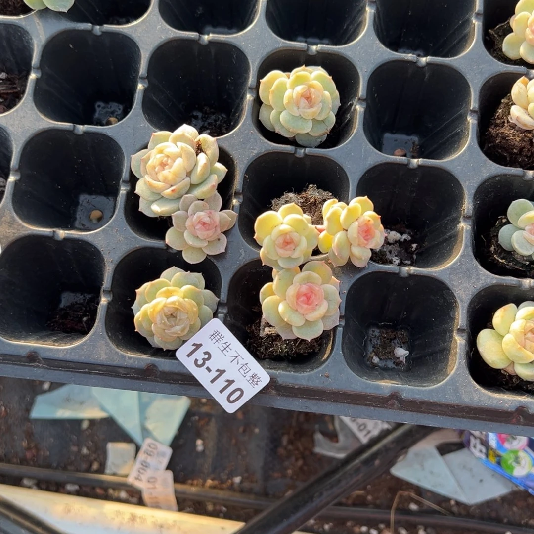 静*小卡拉米糖心一物一拍13-110