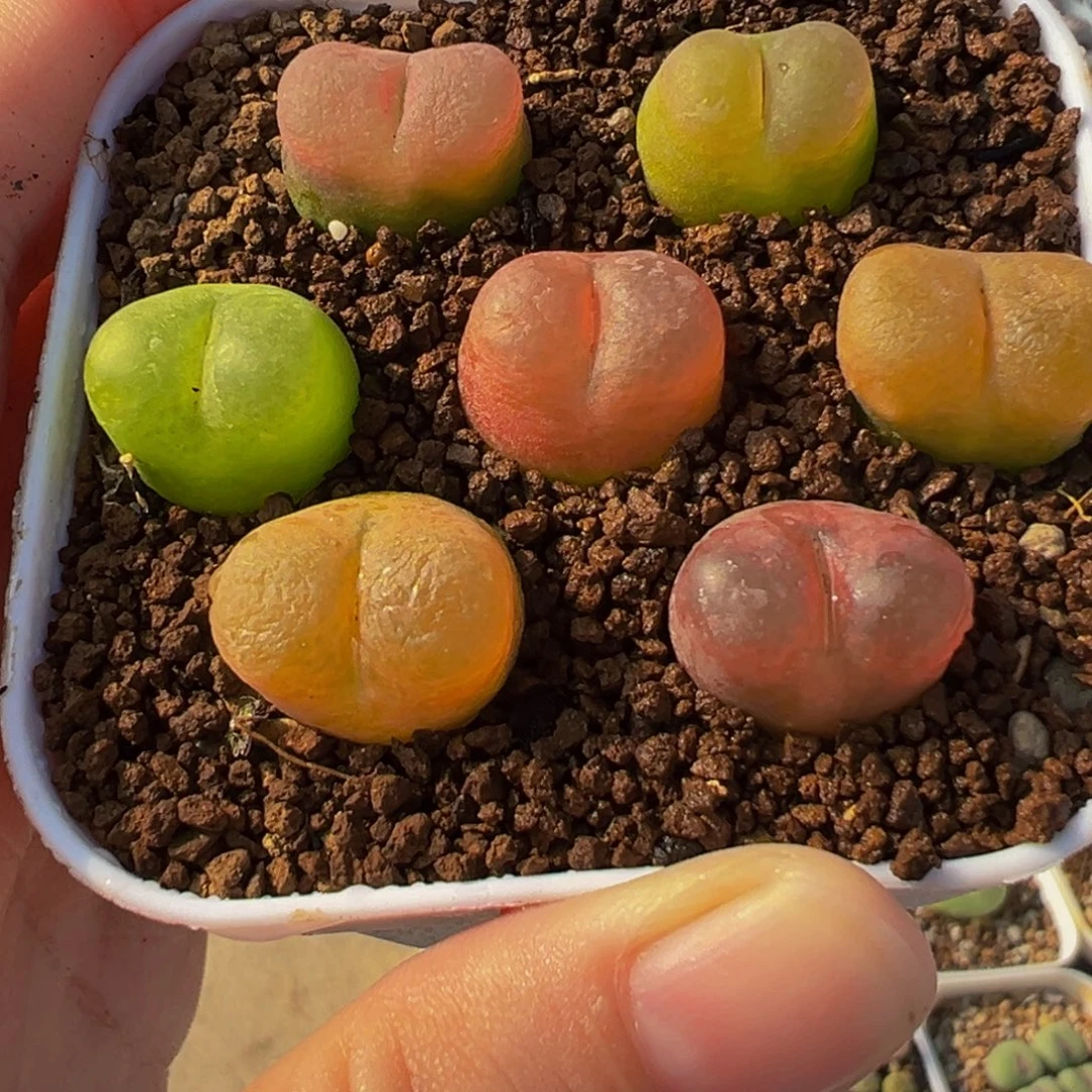 051多肉植物种类和