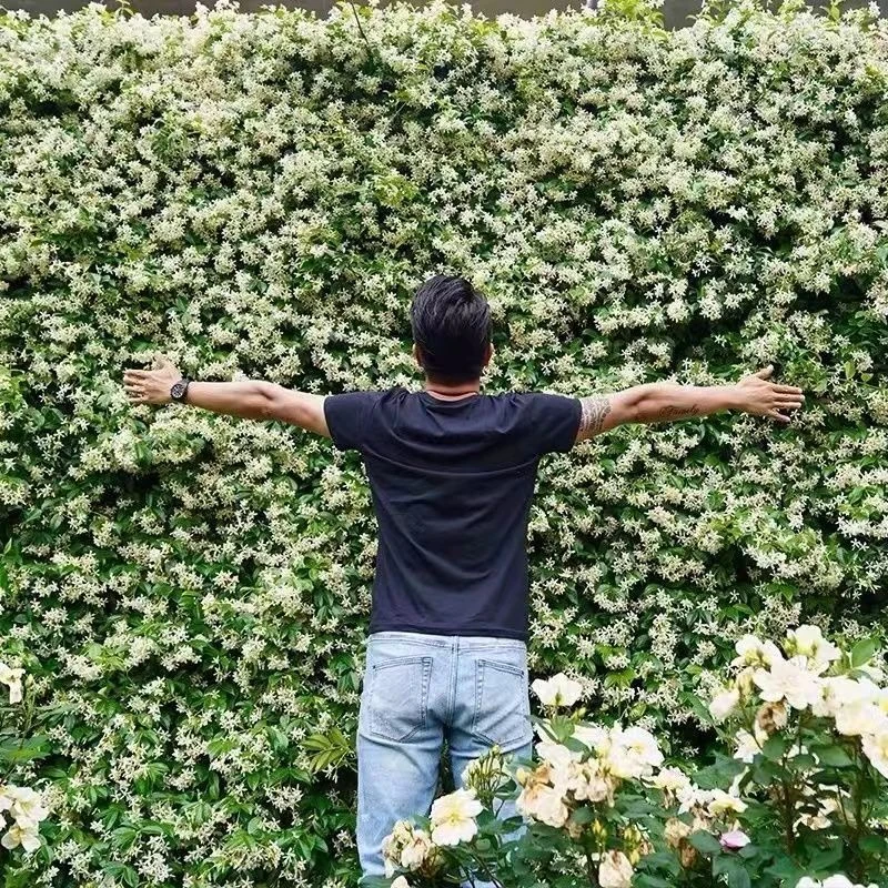 一物一拍风车茉莉