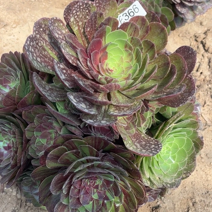 366花月夜多肉植物