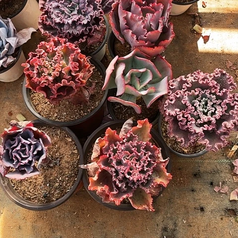 小*性46 号包菜系列 7棵