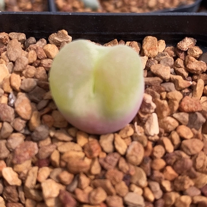 448母本翠星一颗