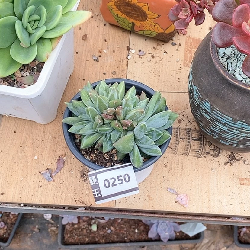 【闪购商品】精***头重楼朵朵0250