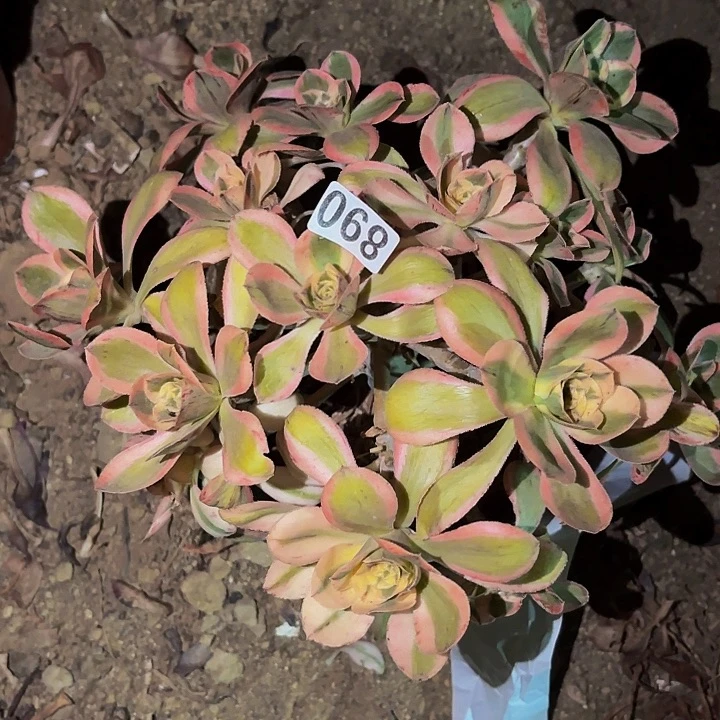 燕姿超白多肉植物不售后量拍