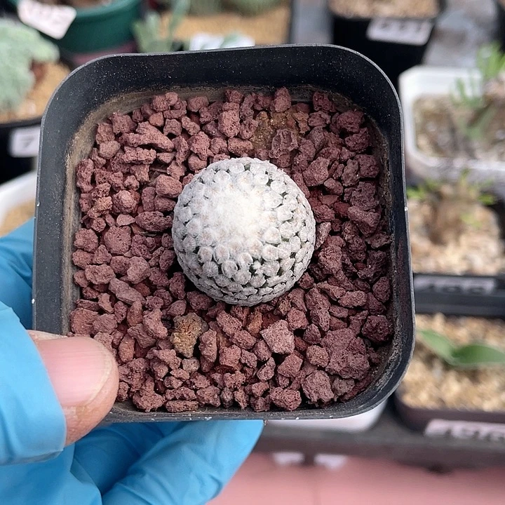 773蔷薇丸仙人球，