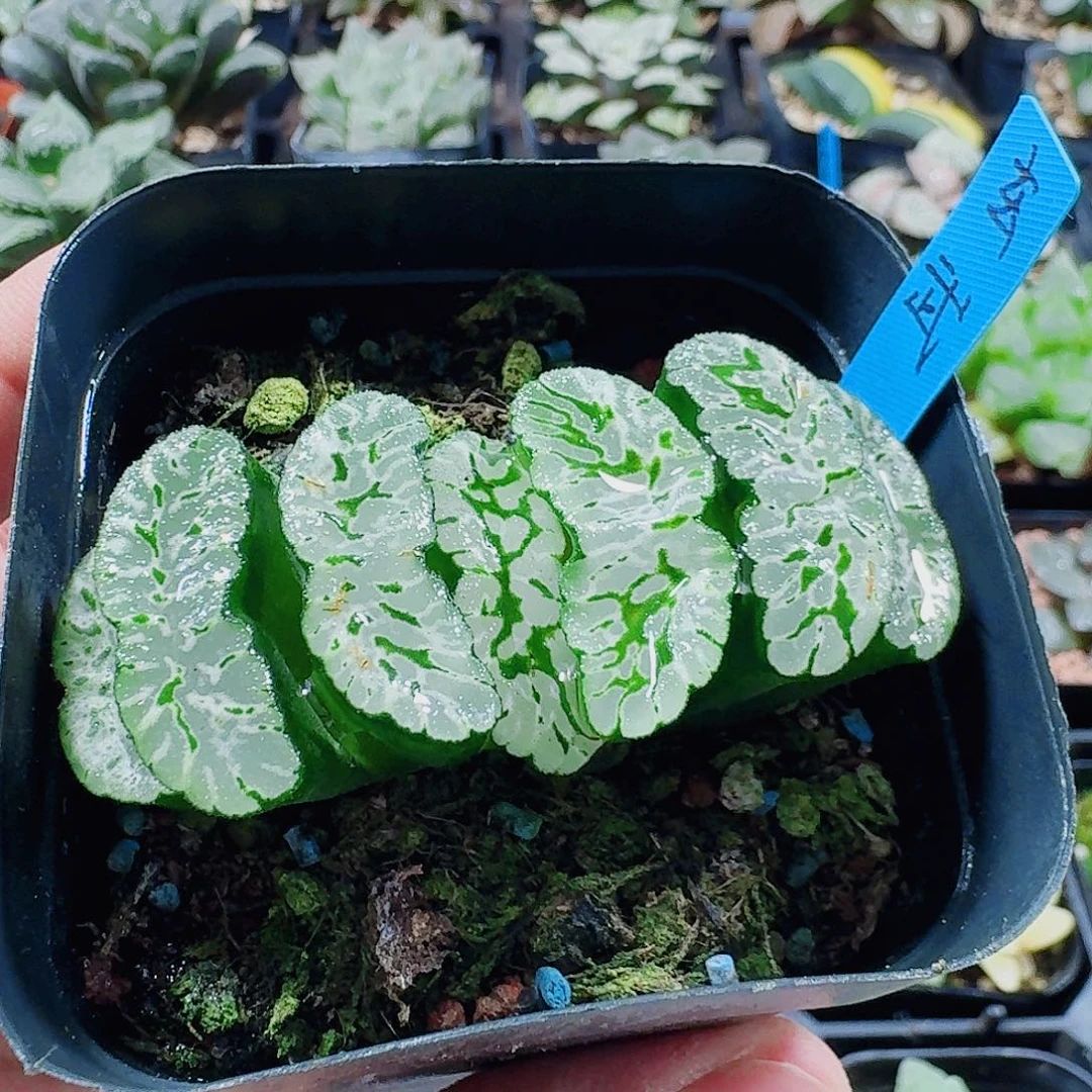 无花朵十二卷 玄武 新粉福利