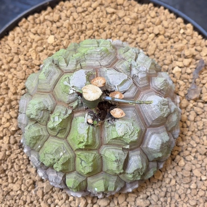 0802精品龟甲龙不退不换