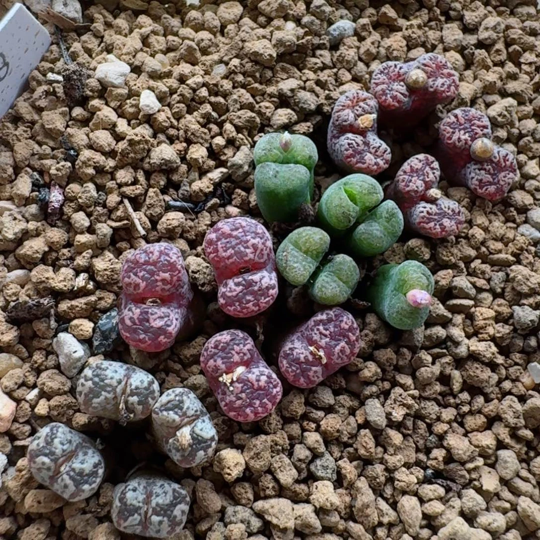 1012-060彩色鸟哈尼