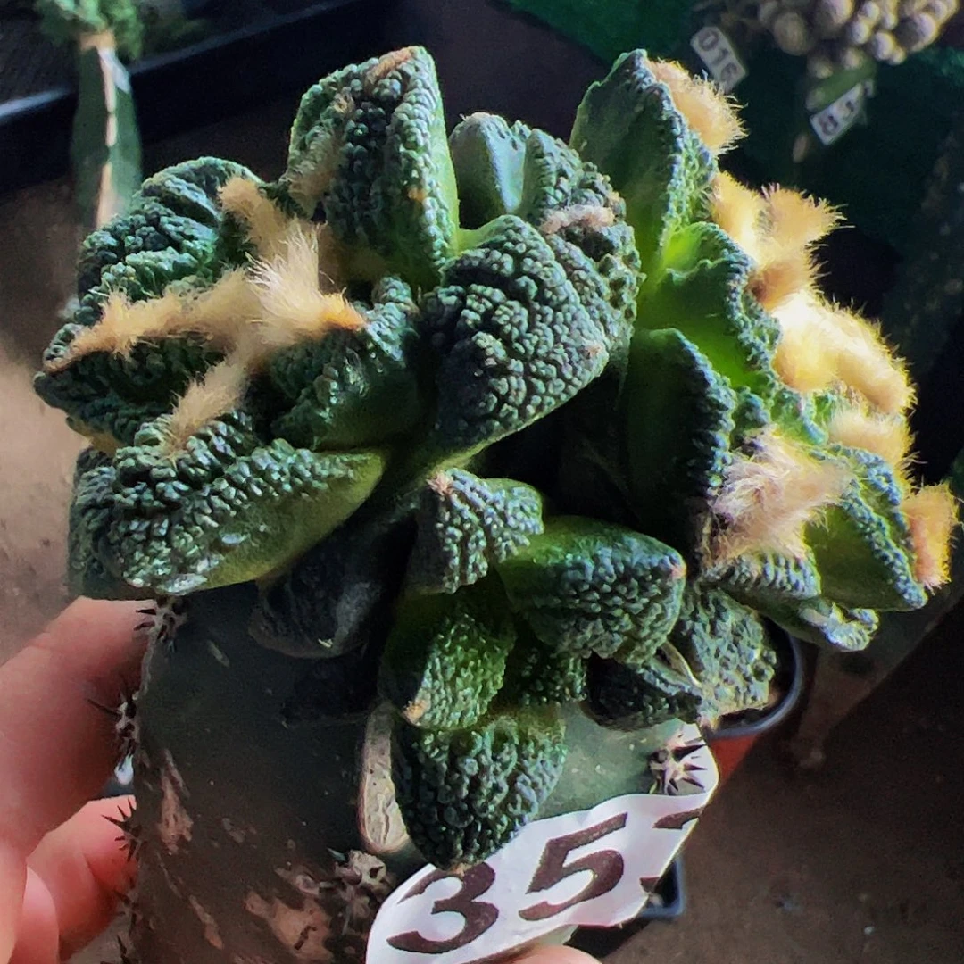 全部花朵辛顿牡丹群353