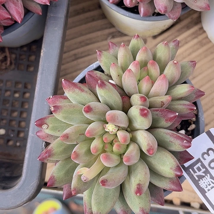 黄体虞美人3093多肉植物